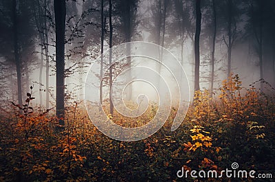 Colorful dark autumn woods with mist Stock Photo
