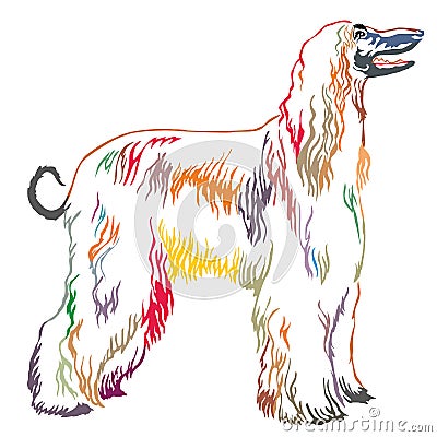 Colorful decorative standing portrait of Afghan greyhound vector Vector Illustration