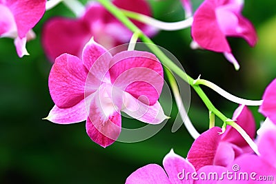 colorful Dendrobium or Orchid flowers Stock Photo