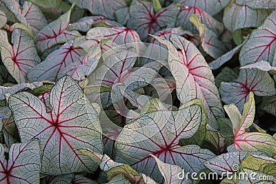 Colorful detail in Coleus plants Stock Photo