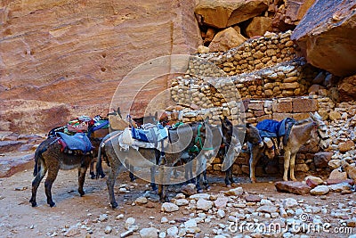 Colorful donkeys near ancient nabatean tomb in mystery city Petra in Jordan one of new World Wonder Stock Photo