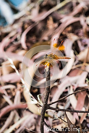 Colorful dragonfly landing Stock Photo
