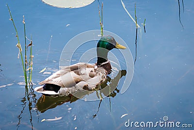 Colorful drake mallard or wild duck. Birds and animals in wildlife concept Stock Photo