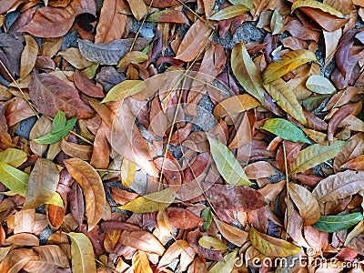 Colorful dry leaf on the ground Stock Photo