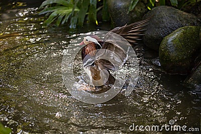 Colorful duck swimming in the pond. Waterfowl bird family. Tropical bird park. Nature and environment concept. Horizontal layout. Stock Photo