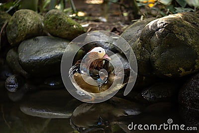 Colorful duck swimming in the pond. Waterfowl bird family. Tropical bird park. Nature and environment concept. Horizontal layout. Stock Photo