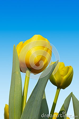 Colorful dutch tulips Stock Photo