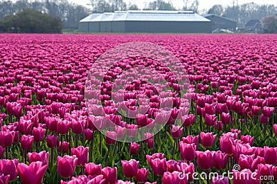 Colorful Dutch tulips field with farm Stock Photo