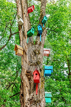 Colorful dyed wooden nestling boxes on tree trunk in summer park. Outdoor creative art decoration and care for birds Stock Photo
