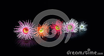 Colorful Eucalyptus flowers in Pink, Orange, Red, Pink, and whit Stock Photo