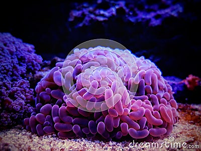 Colorful Euphyllia is a genus of large-polyped stony coral Stock Photo