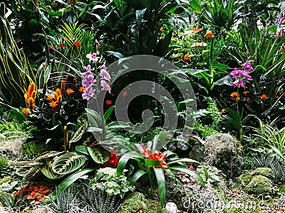 Colorful Exotic Flowers In Garden Stock Photo