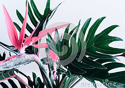 Colorful of Exotic tropical flower strelizia and xanadu leaves Stock Photo