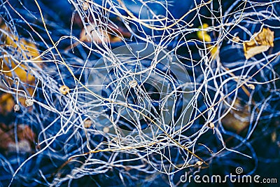 Colorful fairy dreamy magic textured background with tangled plants leaves, branches Stock Photo