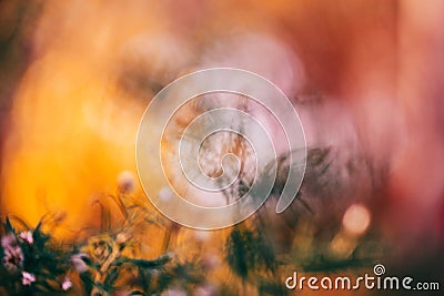 Colorful fairy dreamy magic yellow red flower blurry background Stock Photo