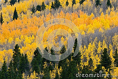 Colorful Fall Aspen Forest Stock Photo