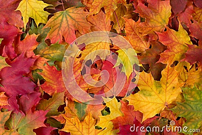 Colorful fall leaves Stock Photo