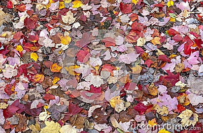 Colorful Fallen Leaves Cover the Forest Floor #2 Stock Photo