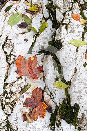 Colorful fallen Maple leaves on a white rock Stock Photo