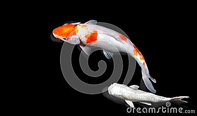 Colorful fancy carp fish color variations natural organic , Japan koi fish in pond. Japan Traditional Art Background nature Stock Photo