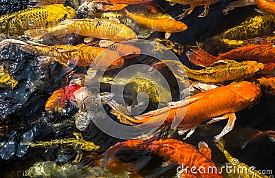 Colorful fancy carp fish, Koi carps crowding together competing for food, Stock Photo