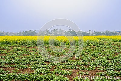 Colorful farmland in foggy sunny spring Stock Photo