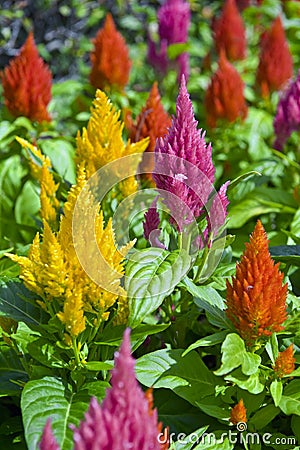 Colorful Feathery Flowers Stock Photo