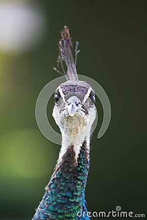 Colorful Female Peacock. Stock Photo