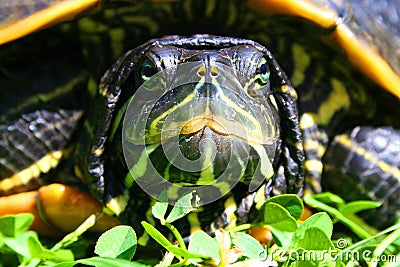 A Sun Basking Turtle Beside A Pond Stock Photo
