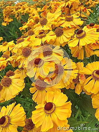 A colorful field filled with bright yellow Helenium flowers Stock Photo