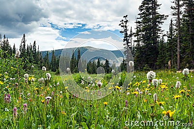 Colorful field of spring wildflowers in Colorado Mountain landscape Stock Photo