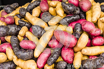 Colorful fingerling potatoes at the market Stock Photo