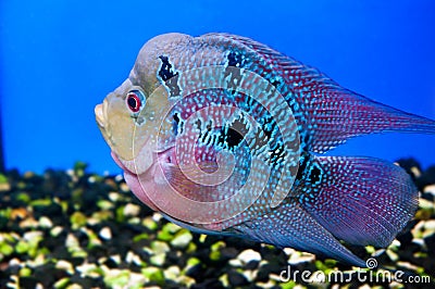 Colorful fish Stock Photo