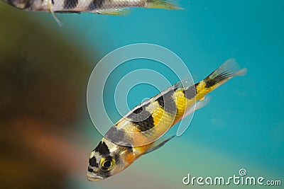 Colorful fish Stock Photo