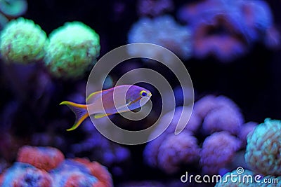 Colorful fish in reef aquarium tank Stock Photo