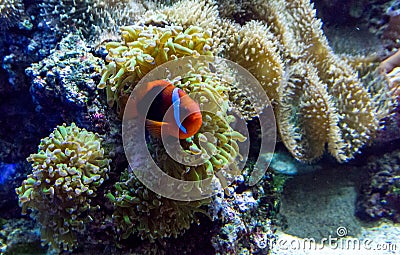 Colorful fish in an underwater world Stock Photo