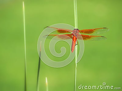 The Colorful Flame Skimmer Dragonfly Perched on a Pond Reed Stock Photo