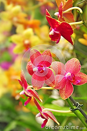 Colorful flora, orchid flowers Stock Photo