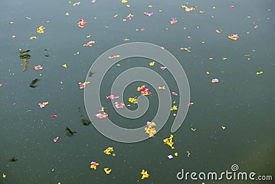 Colorful floral offerings, petals, flowers and garlands, floating in Pushkar Lake, India Stock Photo