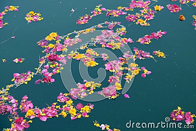 Colorful floral offerings, petals, flowers and garlands, floating in Pushkar Lake, India Stock Photo