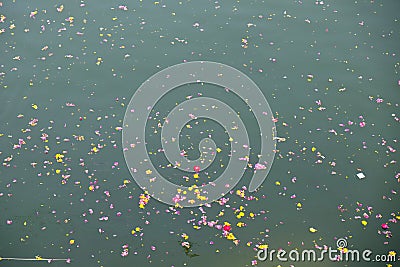 Colorful floral offerings, petals, flowers and garlands, floating in Pushkar Lake, India Stock Photo