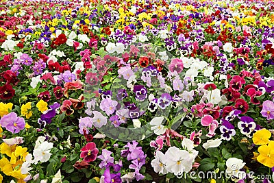 Colorful flower carpet in park - pansies Stock Photo