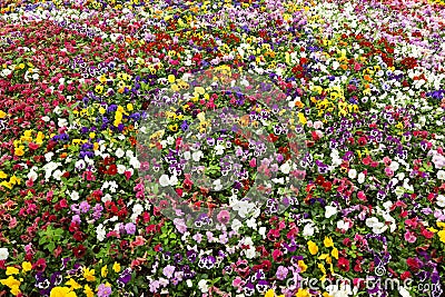 Colorful flower carpet in park - pansies Stock Photo