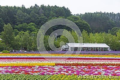 Colorful flower fields of Tomita farm, Furano, Hokkaido Stock Photo