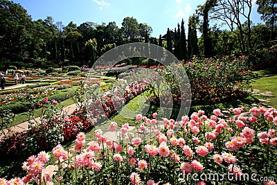 Colorful flower garden in Mae Fah Luang, Chiang Rai, Thailand Stock Photo