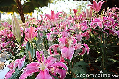 Colorful flowers. Pink Asiatic lily flower. Stock Photo