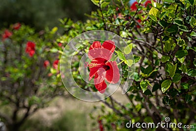 Colorful Flower in Roman Bath Garden in Carthage, Tunisia. Hibiscus red flower Tunisia. Rosemallows Stock Photo