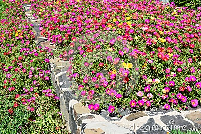 Colorful flowerbed of hogweed or Portulaca Stock Photo