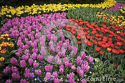 The Colorful flowerbed with tulips hyacinths and daffodils Stock Photo