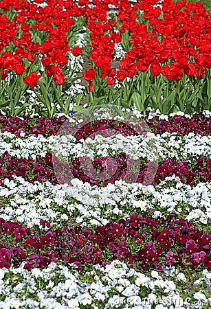 Colorful flowerbeds Stock Photo